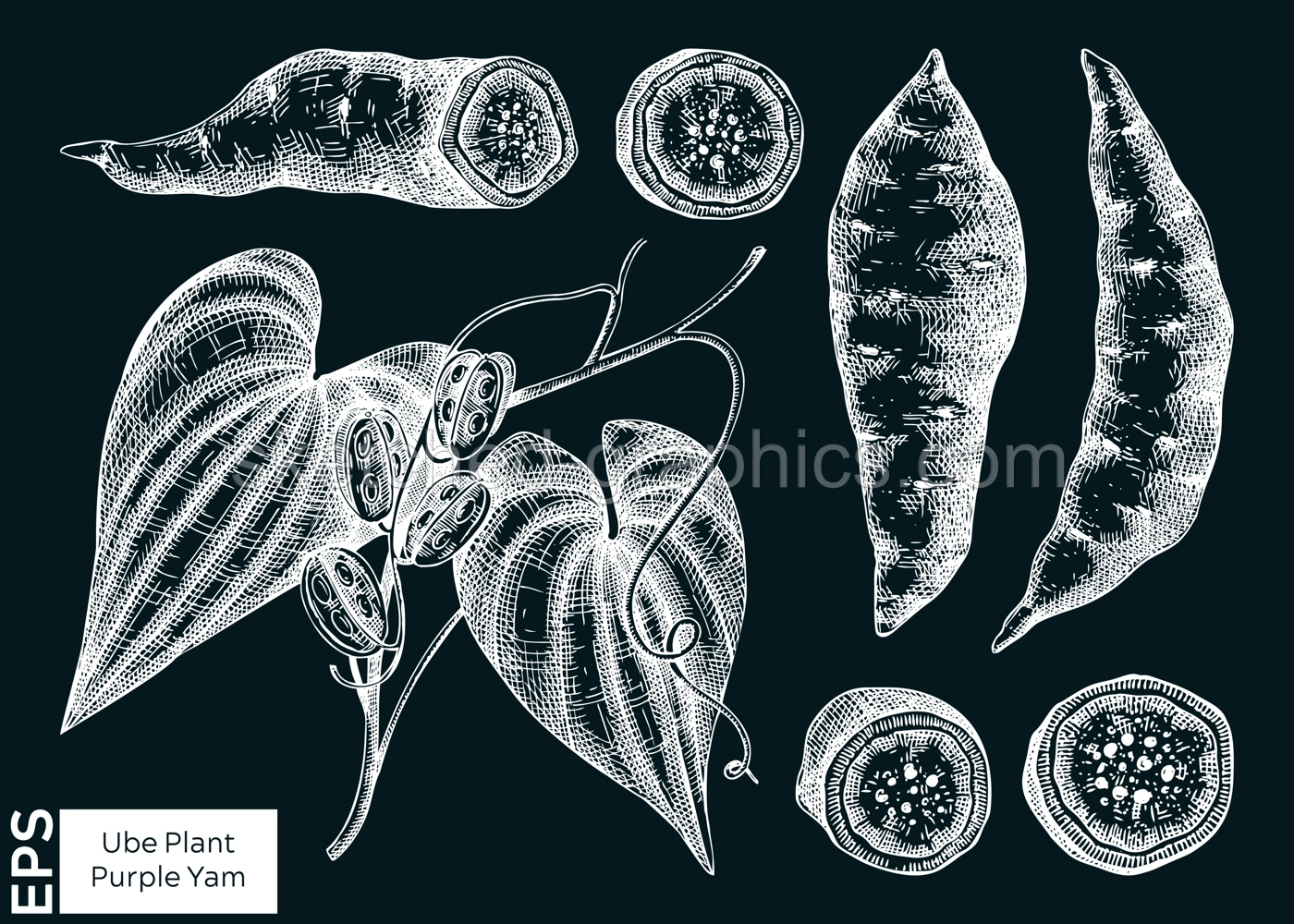 Purple Yam or Winged yam or Water yam sketches set. Vector illustration of Ube isolated on chalkboard. Filipino cuisine ingredient, vegetarian products template design elements  Illustration